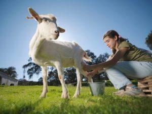 Ce trebuie să faceți dacă capra nu dă lapte complet și metode de rezolvare a problemei