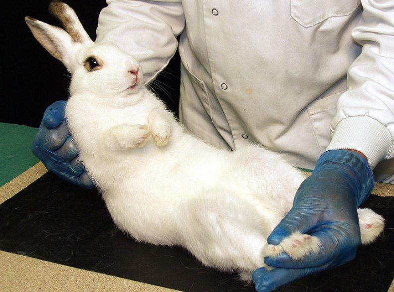 castrazione dei conigli