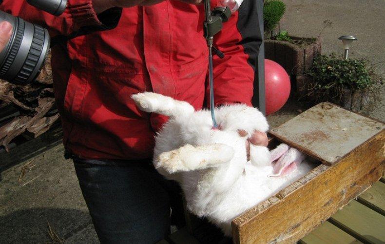inseminació artificial de conills