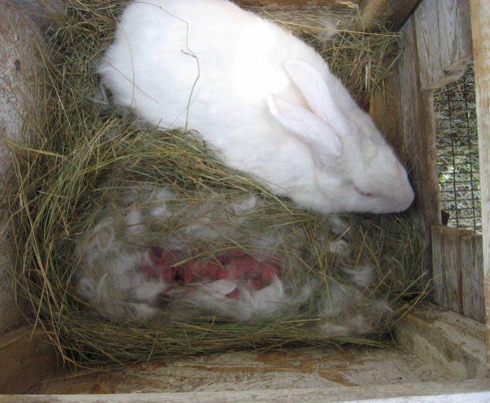 accouchement d'un lapin