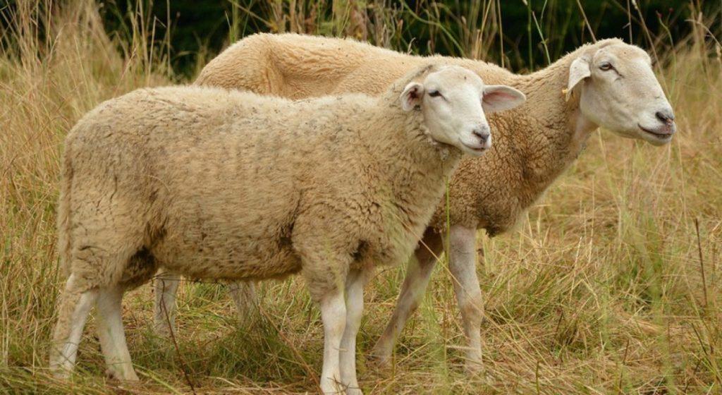 due pecore