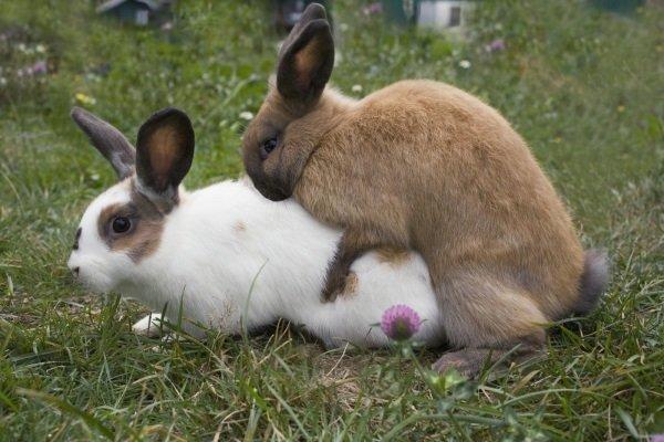 mating rabbits