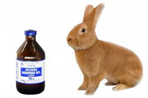 Instruktioner til anvendelse af mælkesyre til kaniner og kontraindikationer