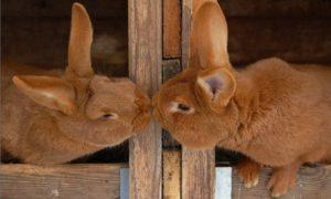 Waarom het konijn het konijn niet binnen wil laten, mogelijke redenen en wat te doen