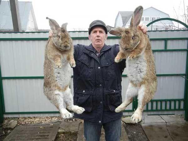 rabbit flanders