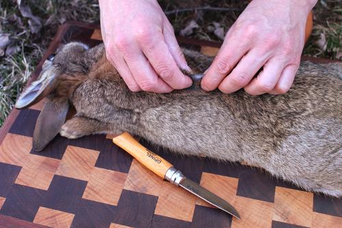 como cortar un conejo