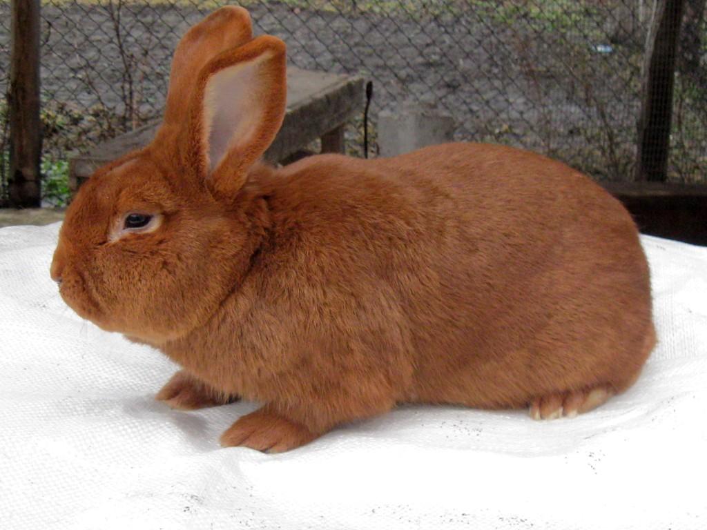 Neuseeländisches Kaninchen