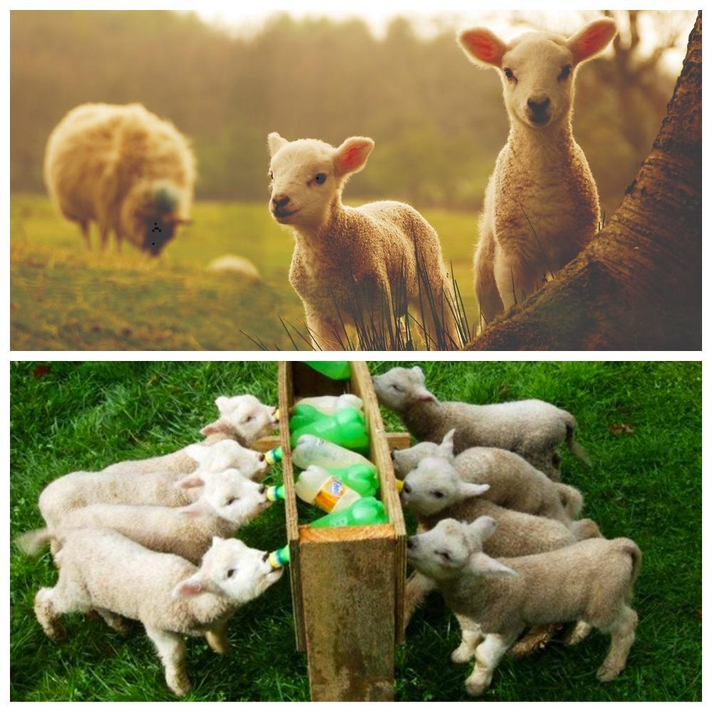 How to properly breed lamb milk powder, proportions and producers