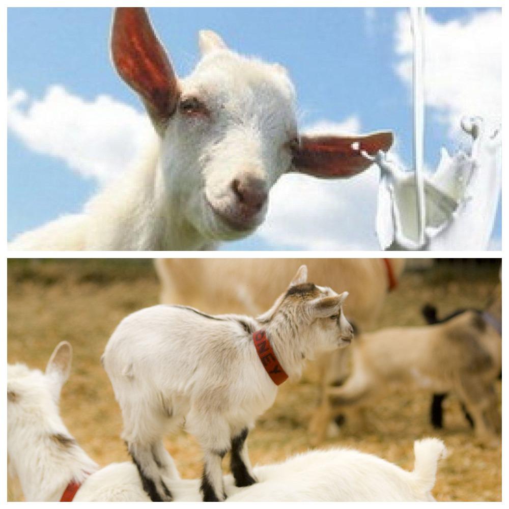 Los beneficios y perjuicios de la leche de cabra para el organismo, composición química y como elegir