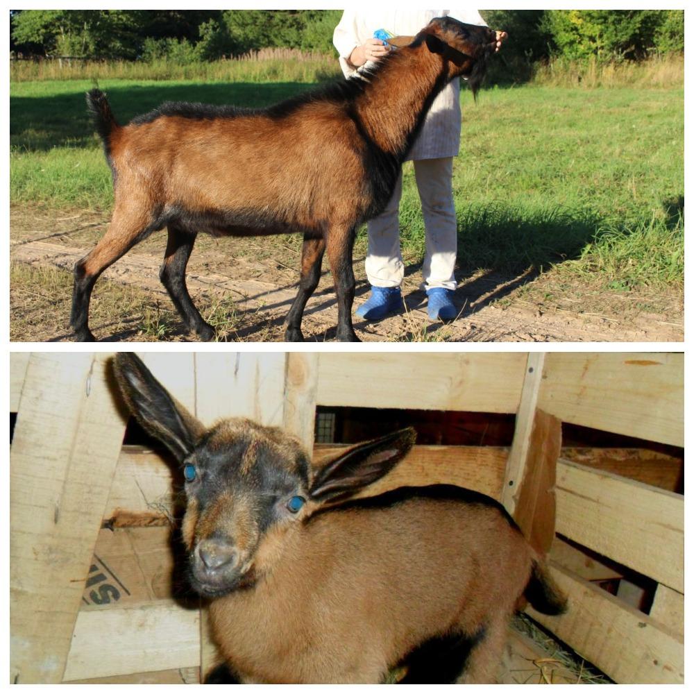 Popis českého plemene koz a pravidla chovu, kolik zvířata stojí