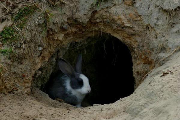 trzymanie królików w jamie