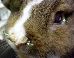 Symptomer på pasteurellose hos kaniner, behandlingsmetoder og metoder til forebyggelse