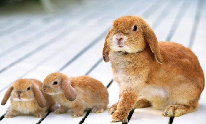 ארנבים קטנים