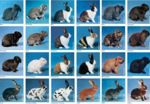 Descriptions of the 50 best rabbit breeds and how to determine which ones we choose to breed
