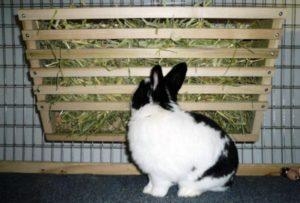 Afmetingen en tekeningen van de 10 beste soorten konijnenvoeders