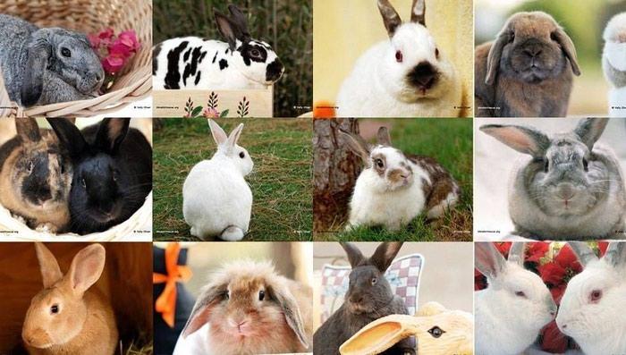birçok tavşan