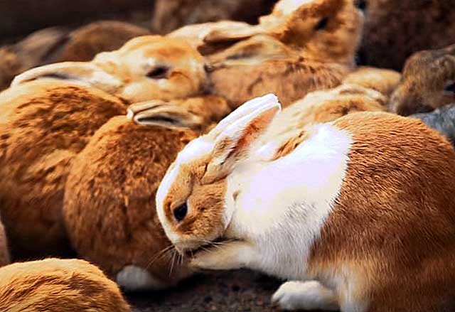 molti conigli