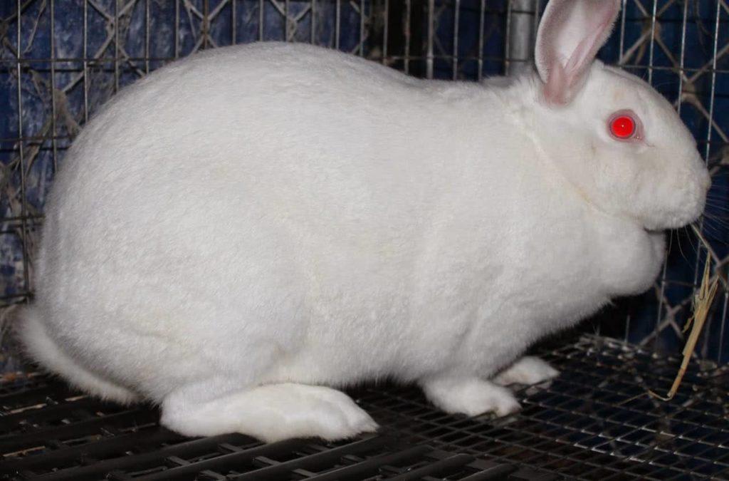 pregnant rabbit