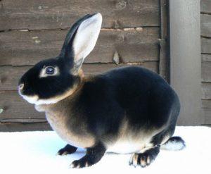 TOP 5 breeds of black rabbits and their description, rules of care and maintenance