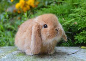 Manutenzione e cura di un coniglio decorativo a casa per principianti