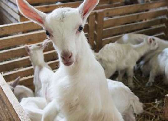 brucellosis in goats