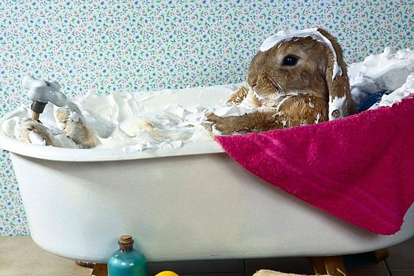 thỏ trong phòng tắm