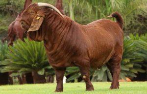 Description and characteristics of Kalakhara goats, rules of keeping