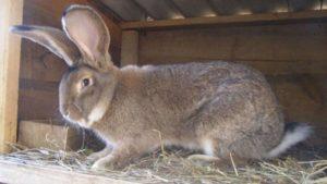 Opis i charakterystyka królików rasy Flanders, opieka domowa