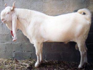 Descripció i característiques de les cabres de la raça Gulaby, les normes per al seu manteniment