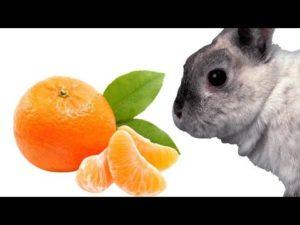Is het mogelijk en hoe u mandarijnen op de juiste manier aan konijnen kunt geven, contra-indicaties en schade