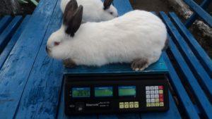Cuánto pesa un conejo en promedio y una tabla de indicadores por mes, rendimiento de carne