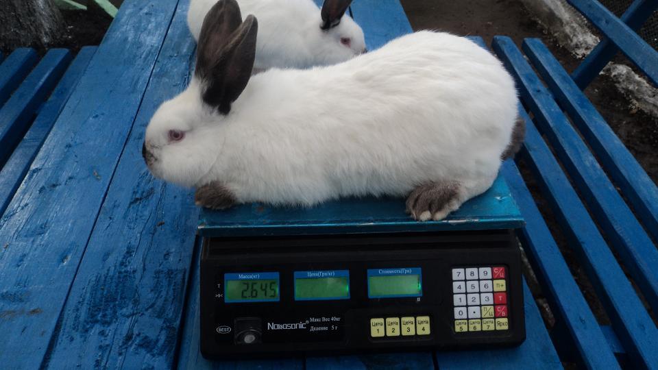 tavşan ağırlığı