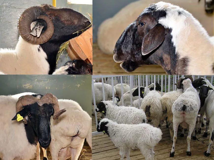 Kalmyk plemeno ovcí