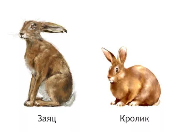 thỏ rừng và thỏ