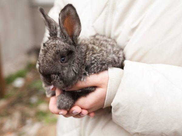 Kaninchen in den Armen