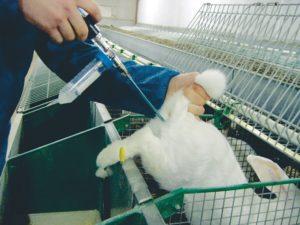 Výhody a nevýhody umelej inseminácie králikov a toho, ako ich správne vykonávať