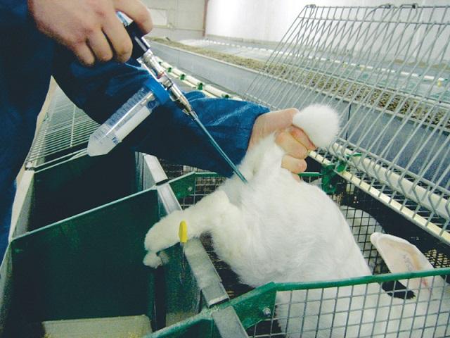 inseminación artificial de conejos