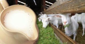 Por dónde empezar si decide tener una cabra para la leche y las reglas de mantenimiento