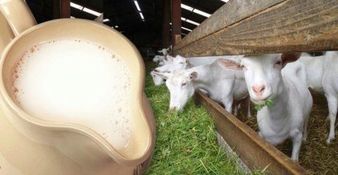 prendi una capra per il latte da dove cominciare
