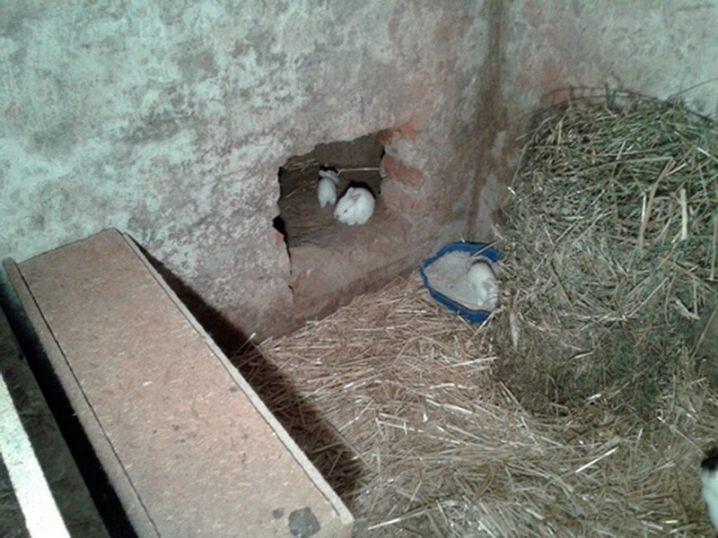 Doe-het-zelfbouw van een volière voor konijnen en fokkerij thuis