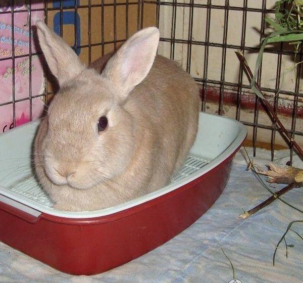 rabbit tray