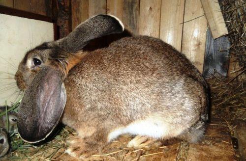 het gedrag van het konijn voor de okrol
