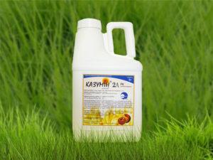 Instructies voor het gebruik van fungicide Kazumin, consumptiesnelheden en analogen