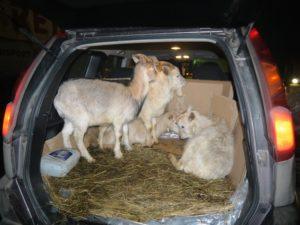 Måder at transportere geder i en bil og mulige problemer