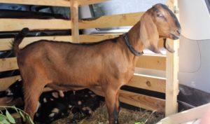 Descripció i característiques de les 5 principals races de carn de cabra, les normes per al seu manteniment