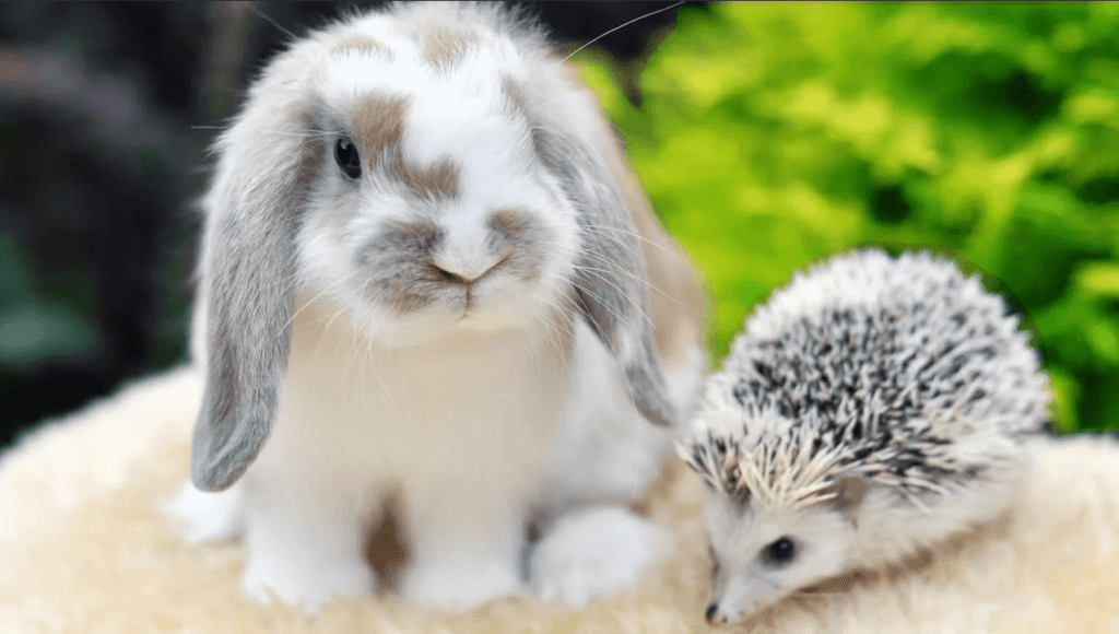jocs de conill