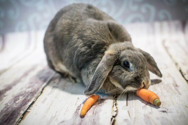mrkvový králik