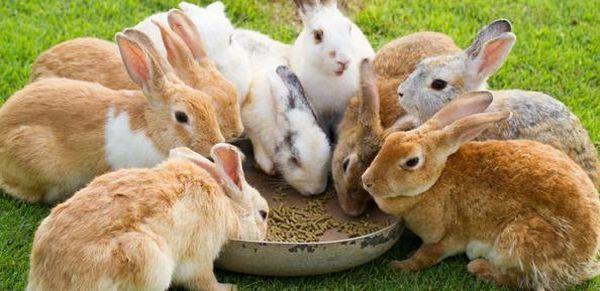 krmení králíků