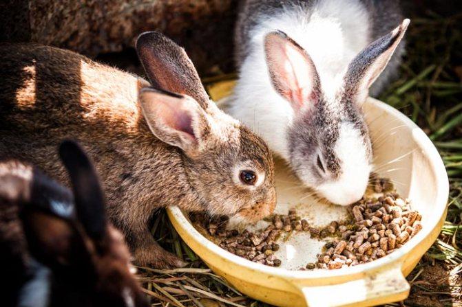 Kaninchen füttern