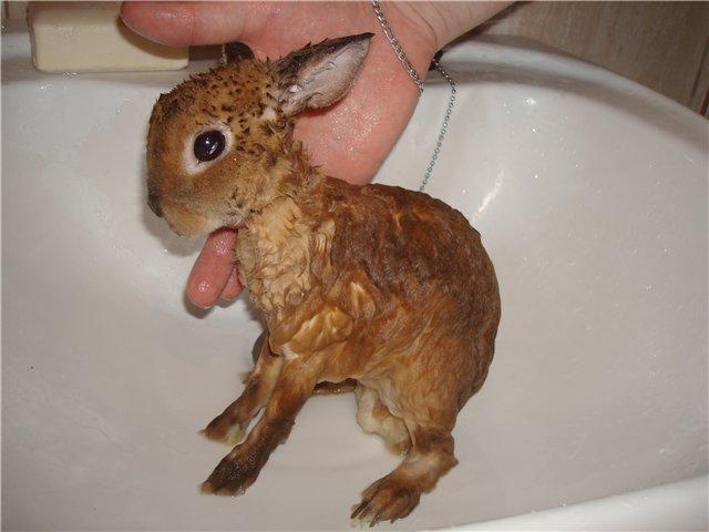 thỏ tắm